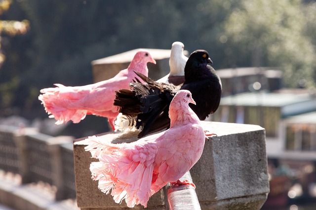 中锋在波兰 中锋在波兰